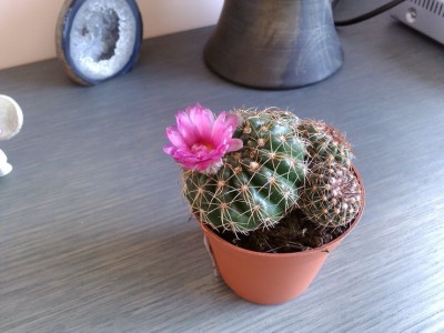 Notocactus Uebelmannianus (Copy).jpg