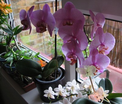 phalaenopsis.jpg