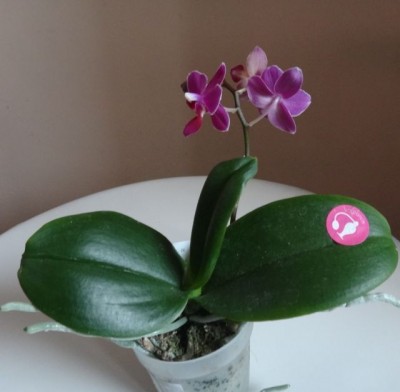 phal.a.jpg