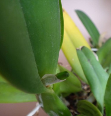 cattleya mossiae var alba.jpg