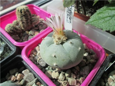 Lophophora.jpg