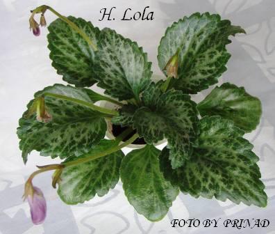 H.Lola_W.JPG