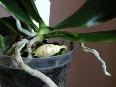 phal Sumaspice.jpg