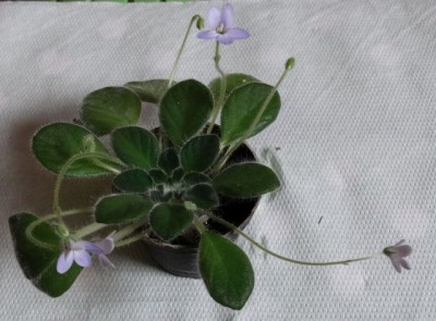 1Petrocosmea 'Keystone's Angora'.jpg