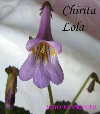 C.Lola_cvet_D.JPG