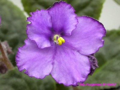 Liubimaja dochka.JPG