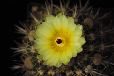 Notocactus buiningii.jpg