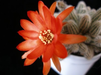 Chamaecereu s silvestri.jpg