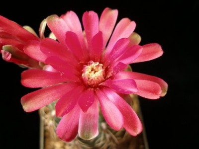 Gymnocalycium baldianum.jpg