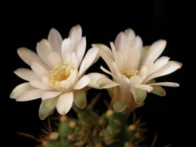 Gymnocalycium.jpg