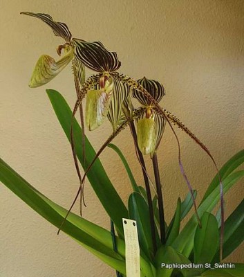 Paphiopedilum St_Swithin.jpg