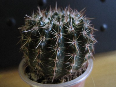 cactus10.jpg