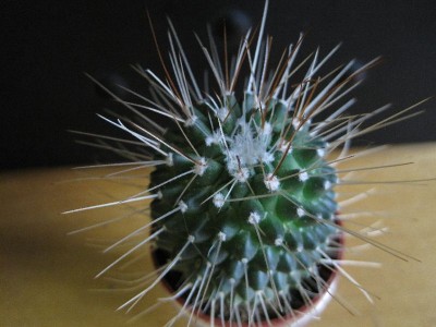 cactus 19.jpg