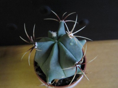 ferrocactus.jpg
