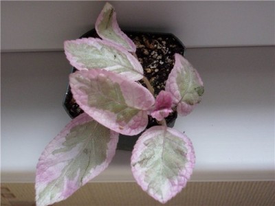 Unpredictable Helen.jpg