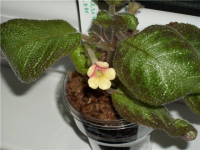 Katherine цвят.jpg