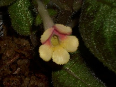 Katherine цвят 2.jpg