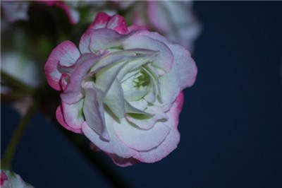 APPLEBLOSSOM ROSEBUD.jpg