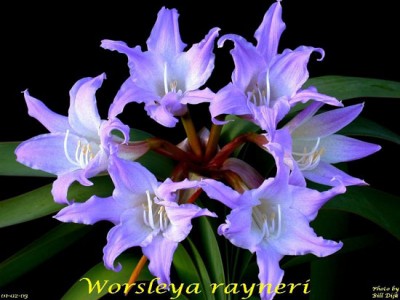 Worsleya-procera-BD.jpg