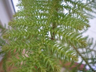 Araucaria.JPG