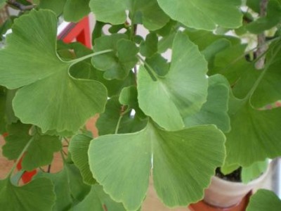 Gingko biloba.JPG