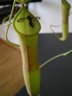 Nepenthes.JPG