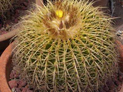 Echinocactus grusonii 17.JPG