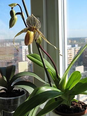 Paphiopedilum Michael Koopowitz.Vesna 2008.jpg