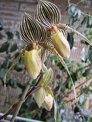 Paphiopedilum Michael Koopowitz.Leto 2008.jpg