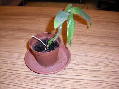 Dendrobium - 18.02.08.JPG