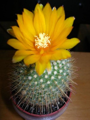 cactus 7.JPG