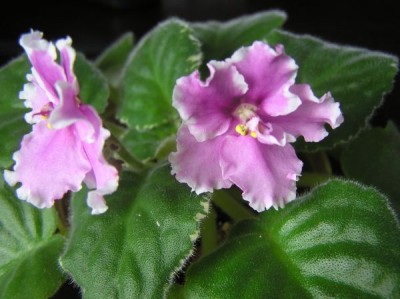 Aca´s Canadian Wonder.jpg