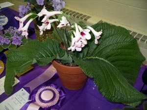 streptocarpus_'cape_essence.jpg