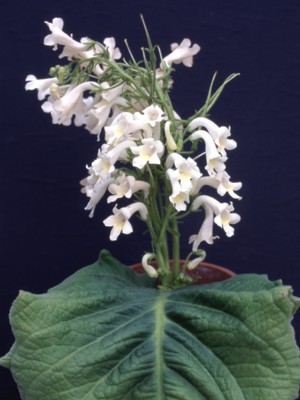 Streptocarpus vandeleurii.jpg