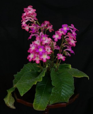 2051_Streptocarpus Rose hybrid 'Texas Hot Chili' x vandeleurii_myhr_myhr.jpg