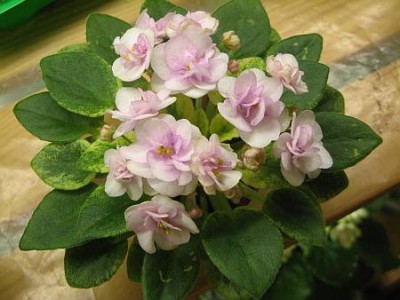 Rob’s Cool  Fruit.jpg