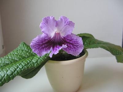 Cathedral Windows.jpg