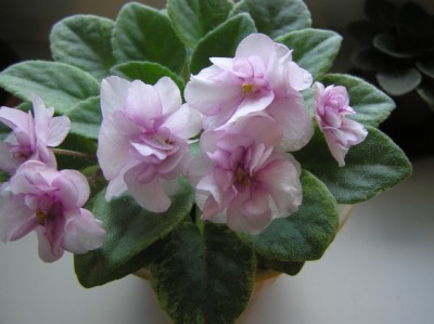 Rob`Cool Fruit 4.jpg