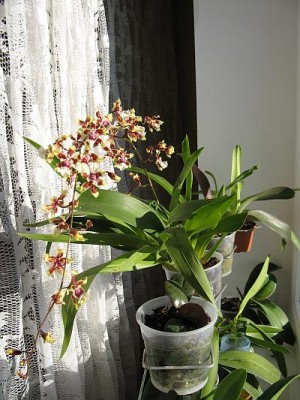 Oncidium.Cvetenie.jpg