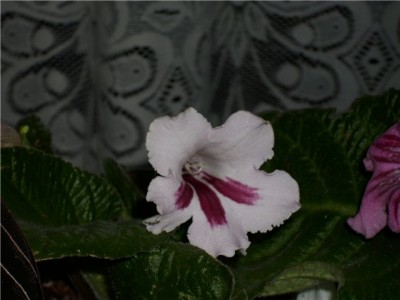 Streptokarpus.jpg