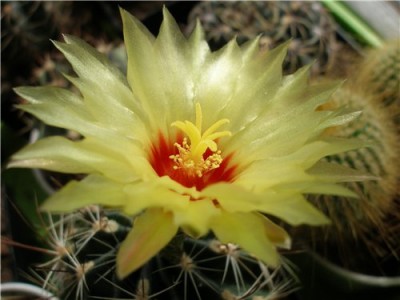 Hamatocactus setispinus.jpg