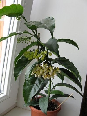 Hoya Multiflora.Leto 2008..jpg