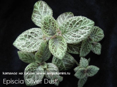 Episcia_SilverDust.jpg