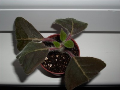 Kohleria Heidi.jpg