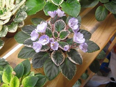 ROB'S PEWTER BELLS.jpg