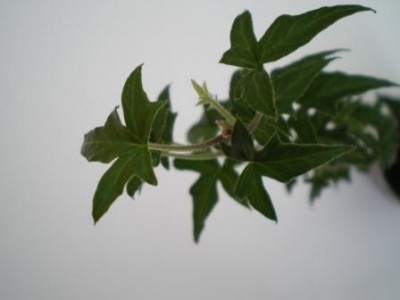 hedera ANITA_1.JPG