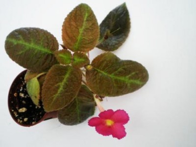 episcia.JPG