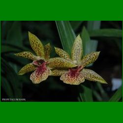 g_PROPETALUM HARK 4450.jpg