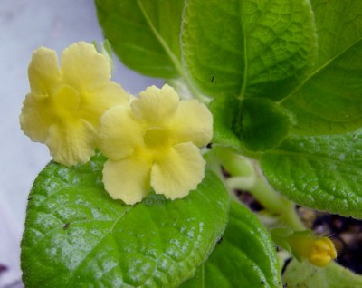 episcia_tropical_topaz_campbell_2 (1).jpg