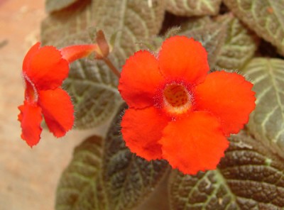 Episcia_Longwood_Gardens_Alfredo (1).jpg